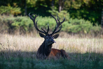 Portrait of a Red deer stag on the lookout sticking out its tongue to capture odors lying in a plain during the rut. Cervus elaphus, R&eacute;serve de la Haute-Touche, Indre 36, r&eacute;gion Centre, France, Europe