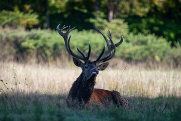 Portrait of a Red deer stag on the lookout sticking out its tongue to capture odors lying in a plain during the rut. Cervus elaphus, Réserve de la Haute-Touche, Indre 36, région Centre, France, Europe