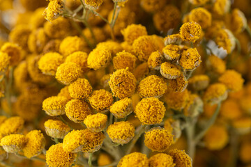 Dried tansy flowers macro close-up in natural light