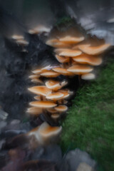 Autumn forest mushrooms with soft focus and watercolor bokeh