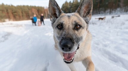 Frost-kissed German Shepherd frolics exuberantly on snowy trail, embodying winter's playful spirit, perfect for Cold Nose Day celebrations