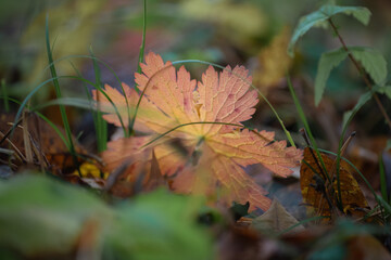 Red autumn leaves in dark forest background