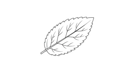 Poplar Leaf Natural Botanical Line Artwork vector illusration