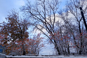 Snowy park scene with leafless trees and snow-covered bench on cold winter day, blue sky and few orange leaves creating calm seasonal mood. Natural frame.