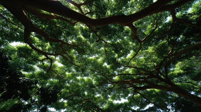 Close-up of a tree's branches and leaves. the tree appears to be in a forest or a wooded area, as there are other trees visible in the background.