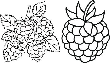 Detailed line art illustration of fresh raspberries with leaves showcasing botanical accuracy