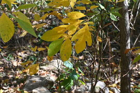 Yellow sassafras leaves in autumn