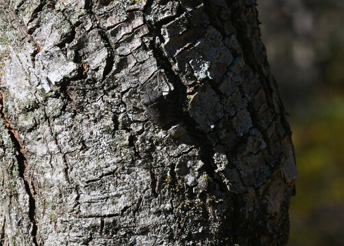 Brown stinkbug camouflaged on brown bark of a tree