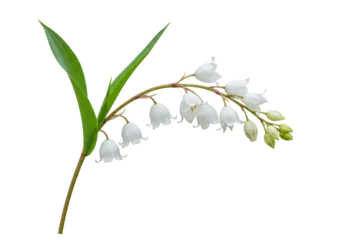 Fototapeten Maiglöckchen Isolated stem of delicate Lily of the Valley flowers, a symbol of springtime rebirth  © Michal
