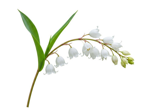 Isolated stem of delicate Lily of the Valley flowers, a symbol of springtime rebirth