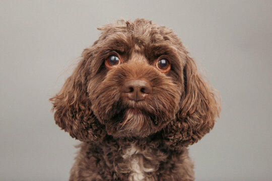 Close-up portrait of a brown cockapoo sitting in front of a grey background