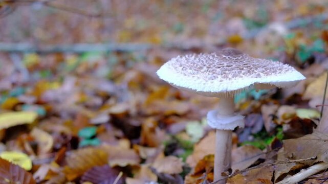 mushroom in the forest, parasol mushroom