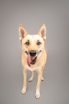 Close-up of a toothless mixed breed husky dog with its tongue hanging out of its mouth standing in front of a grey background