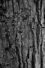 Graphic for design. wood texture, dark wooden abstract background