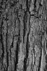 Graphic for design. wood texture, dark wooden abstract background