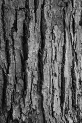 Graphic for design. wood texture, dark wooden abstract background