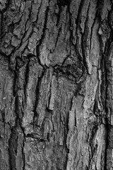 Graphic for design. wood texture, dark wooden abstract background