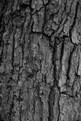 Graphic for design. wood texture, dark wooden abstract background