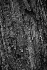 Fototapeta premium Graphic for design. wood texture, dark wooden abstract background