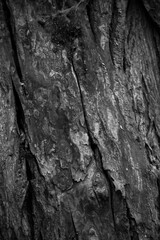 Graphic for design. wood texture, dark wooden abstract background