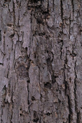 Graphic for design. wood texture, dark wooden abstract background