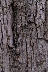 Graphic for design. wood texture, dark wooden abstract background