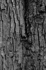 Graphic for design. wood texture, dark wooden abstract background