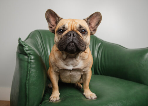 Close-up of a Tan and black French bulldog sitting on a green leather armchair