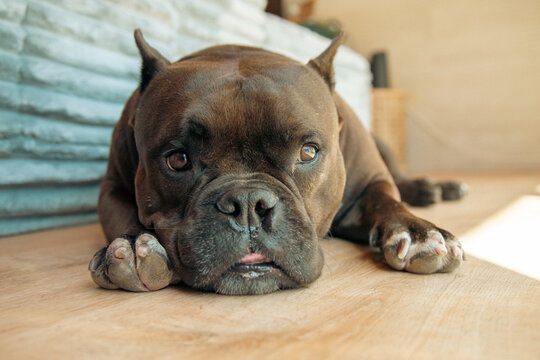 Close-up of a Miniature brindle pit bull with cropped ears lying on a wooden floor in the sunlight