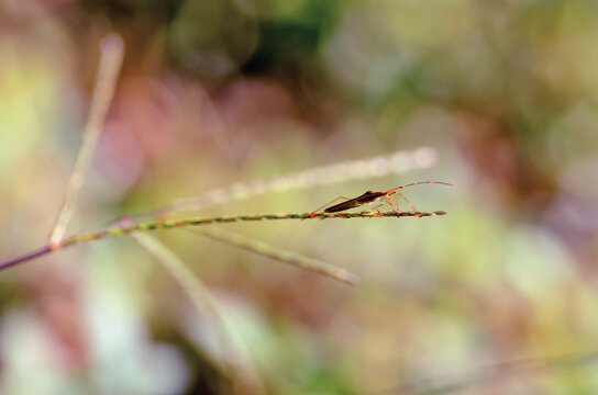 Close-up of a rice ear bug (Leptocorisa oratoria) on a plant in front of a defocused background, West Java, Indonesia