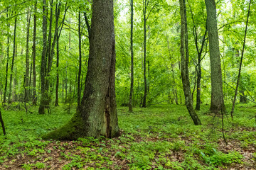 Obraz premium Trees in Bialowieza Forest in Poland