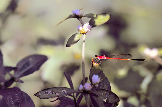 Close-up side view of a red dragonfly on a flower, West Java, Indonesia