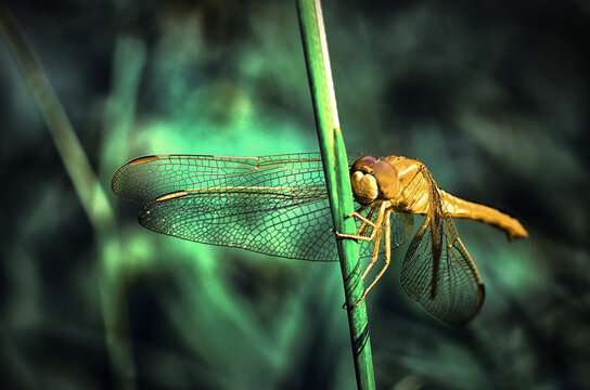 Close-up side view of a dragonfly on a plant, west java, Indonesia