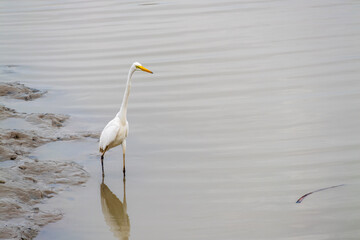 Egrets hunting fish in shallow waters wetlands wildlife calm environment close-up view