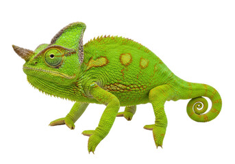 Isolated Green Chameleon with Horns Facing Left on a Plain Setting a Unique Reptilian Creature
