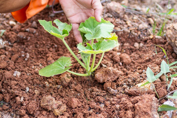 Planting young pumpkin seedling garden soil nature outdoor setting close-up view