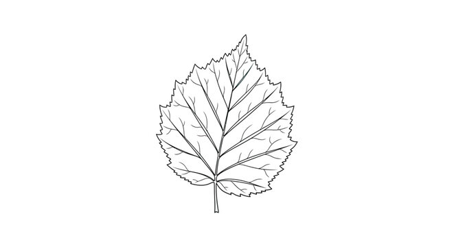 Poplar Leaf Botanical Clean Outline vector illusration