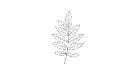 Poplar Leaf Botanical Beauty Outline vector illusration