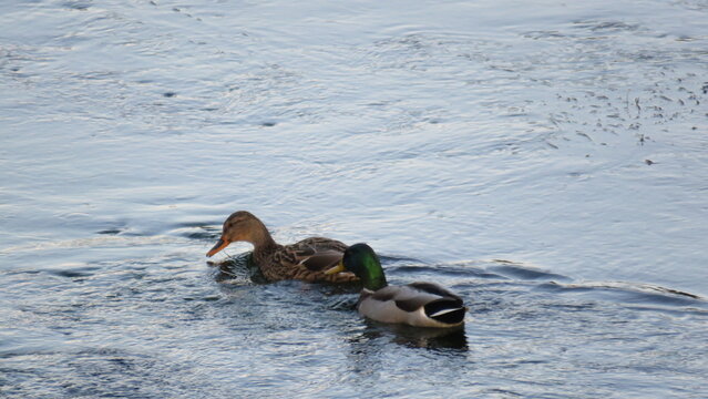 Pareja de patos nadando en aguas azules con suaves ondas, capturando la serenidad de la vida silvestre y la conexi&oacute;n natural en un entorno acu&aacute;tico tranquilo.