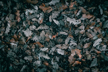 Dry Autumn leaves on the forest floor texture