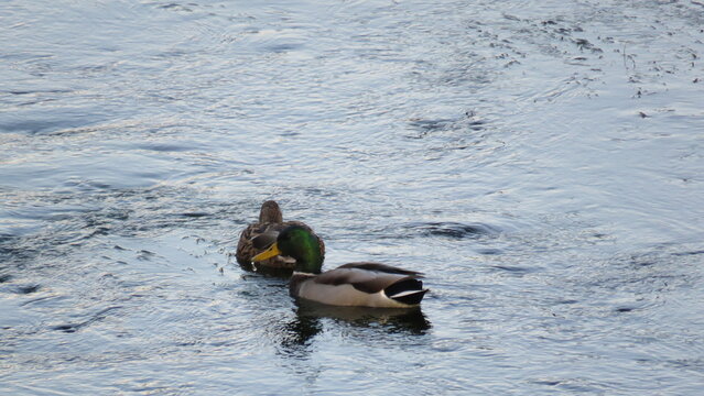 Pareja de patos reales nadando en aguas onduladas de tono azulado, mostrando la belleza de la fauna silvestre en un entorno tranquilo y natural.