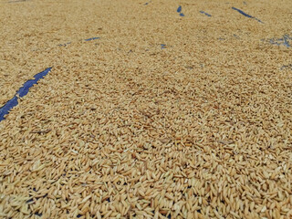 Paddy drying under the sun on a blue tarp. Golden rice grains spread across the field for traditional post-harvest drying process.