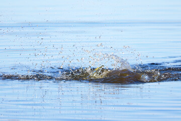 Water splashes in the morning light, splashing water in the lake, reflection of water splashes, blue shimmering pond in the sun, blue lake