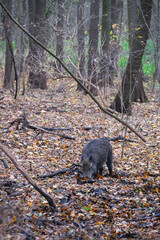 Wild boars are walking in the autumn forest