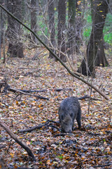 Wild boars are walking in the autumn forest