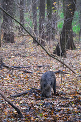 Wild boars are walking in the autumn forest