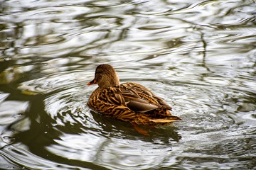 A female Mallard duck paddling on the water on Kingfisher pond in Nottingham, UK.