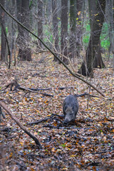 Wild boars are walking in the autumn forest