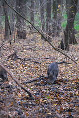 Wild boars are walking in the autumn forest