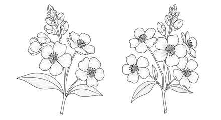 Delicate line art illustration of two jasmine branches with open flowers and buds against a white background.
